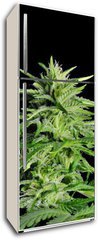 Samolepka na lednici fólie 80 x 200, 36911963 - Potent Medical Marijuana Plant - Silná lékařská marihuana rostlina