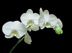 Samolepka flie 100 x 73, 36934594 - White orchid on black background - Bl orchidej na ernm pozad