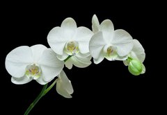 Samolepka flie 145 x 100, 36934594 - White orchid on black background