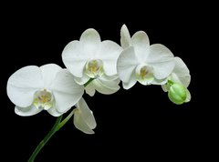 Samolepka flie 270 x 200, 36934594 - White orchid on black background