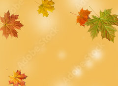 Fototapeta plátno 160 x 116, 370583314 - autumn maple leaf