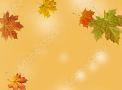 Fototapeta pltno 330 x 244, 370583314 - autumn maple leaf