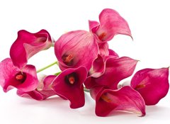 Samolepka flie 100 x 73, 37226915 - Red Flower Calla - erven kvtina Calla