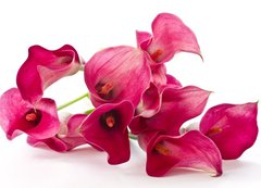 Samolepka flie 200 x 144, 37226915 - Red Flower Calla
