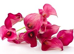 Fototapeta pltno 240 x 174, 37226915 - Red Flower Calla