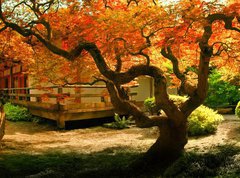 Samolepka flie 270 x 200  Tree in an Asian Garden, 270 x 200 cm