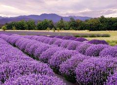 Fototapeta100 x 73  Lavender Farm in Sequim, Washington, USA, 100 x 73 cm