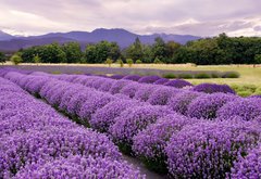 Fototapeta vliesov 145 x 100, 37425544 - Lavender Farm in Sequim, Washington, USA