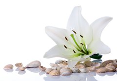 Samolepka flie 145 x 100  spa flower towel sea shell on white, 145 x 100 cm