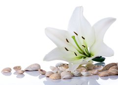 Samolepka flie 200 x 144, 3753858 - spa flower  towel sea shell on white