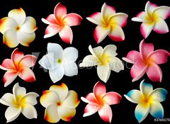 Samolepka flie 100 x 73  fleurs frangipanier fond noir, 100 x 73 cm