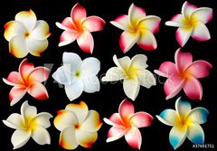 Fototapeta184 x 128  fleurs frangipanier fond noir, 184 x 128 cm