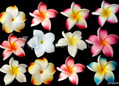 Fototapeta240 x 174  fleurs frangipanier fond noir, 240 x 174 cm