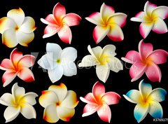 Fototapeta330 x 244  fleurs frangipanier fond noir, 330 x 244 cm