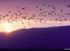 Fototapeta vliesov 100 x 73, 37700640 - Flock of Birds Flying at the Sunset above Mountian at the sunset