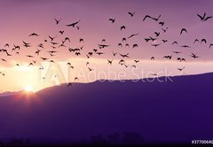 Fototapeta pltno 174 x 120, 37700640 - Flock of Birds Flying at the Sunset above Mountian at the sunset