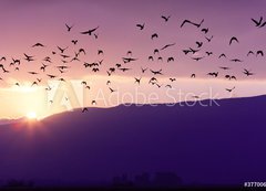 Fototapeta vliesov 200 x 144, 37700640 - Flock of Birds Flying at the Sunset above Mountian at the sunset