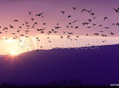 Fototapeta papr 360 x 266, 37700640 - Flock of Birds Flying at the Sunset above Mountian at the sunset