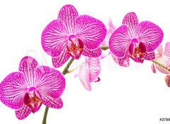 Samolepka flie 100 x 73, 37898338 - Tralcio di orchidea