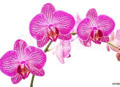 Fototapeta plátno 160 x 116, 37898338 - Tralcio di orchidea