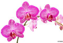 Fototapeta pltno 174 x 120, 37898338 - Tralcio di orchidea