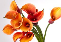 Fototapeta145 x 100  Orange Calla lilies(Zantedeschia) over white, 145 x 100 cm