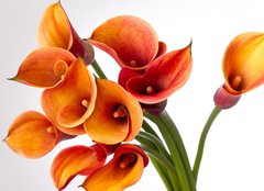 Fototapeta pltno 160 x 116, 37918166 - Orange Calla lilies(Zantedeschia) over white - Oranov kalla lilie (Zantedeschia) pes blou
