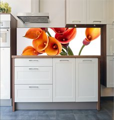 Fototapeta do kuchyn flie 180 x 60  Orange Calla lilies(Zantedeschia) over white, 180 x 60 cm