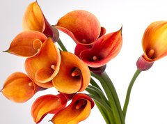 Samolepka flie 270 x 200, 37918166 - Orange Calla lilies(Zantedeschia) over white