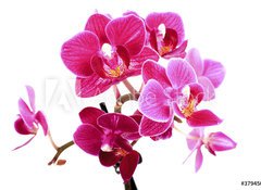 Fototapeta vliesov 100 x 73, 37945049 - Mini Orchide sur fond blanc