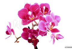 Fototapeta pltno 174 x 120, 37945049 - Mini Orchide sur fond blanc