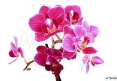 Fototapeta papr 184 x 128, 37945049 - Mini Orchide sur fond blanc