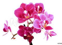 Fototapeta pltno 330 x 244, 37945049 - Mini Orchide sur fond blanc