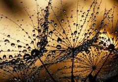 Fototapeta pltno 174 x 120, 3821285 - wet dandelion seed