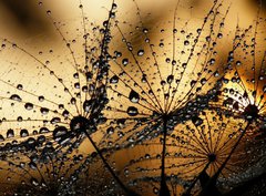 Fototapeta pltno 330 x 244, 3821285 - wet dandelion seed