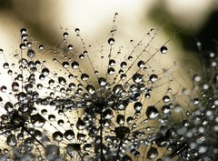 Fototapeta pltno 330 x 244, 3821310 - wet dandelion seed