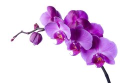 Samolepka flie 145 x 100, 3828163 - orchid