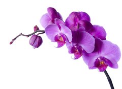 Fototapeta160 x 116  orchid, 160 x 116 cm