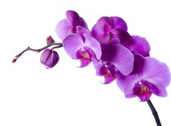 Fototapeta360 x 266  orchid, 360 x 266 cm