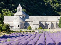 Samolepka flie 100 x 73, 38511618 - Senanque abbey with lavender field, Provence, France