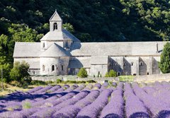 Fototapeta184 x 128  Senanque abbey with lavender field, Provence, France, 184 x 128 cm