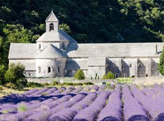 Samolepka flie 270 x 200, 38511618 - Senanque abbey with lavender field, Provence, France