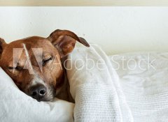 Samolepka flie 100 x 73, 38583425 - dog in bed - pes v posteli