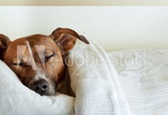 Samolepka flie 145 x 100, 38583425 - dog in bed - pes v posteli