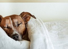Samolepka flie 200 x 144  dog in bed, 200 x 144 cm