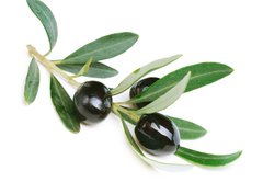 Samolepka flie 145 x 100, 38821931 - Olives over white