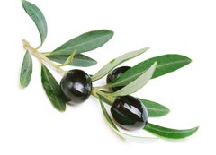 Samolepka flie 200 x 144, 38821931 - Olives over white