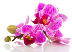 Fototapeta vliesov 100 x 73, 38877808 - Tropical pink orchid