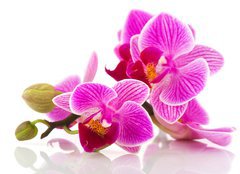 Fototapeta pltno 160 x 116, 38877808 - Tropical pink orchid