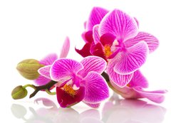 Samolepka flie 200 x 144, 38877808 - Tropical pink orchid